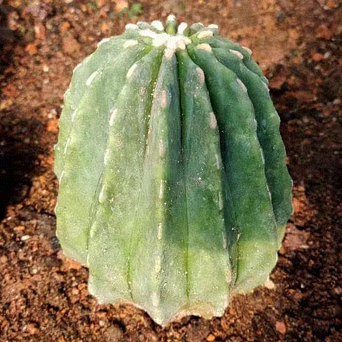 Ferocactus Glaucescens Forma Nuda
