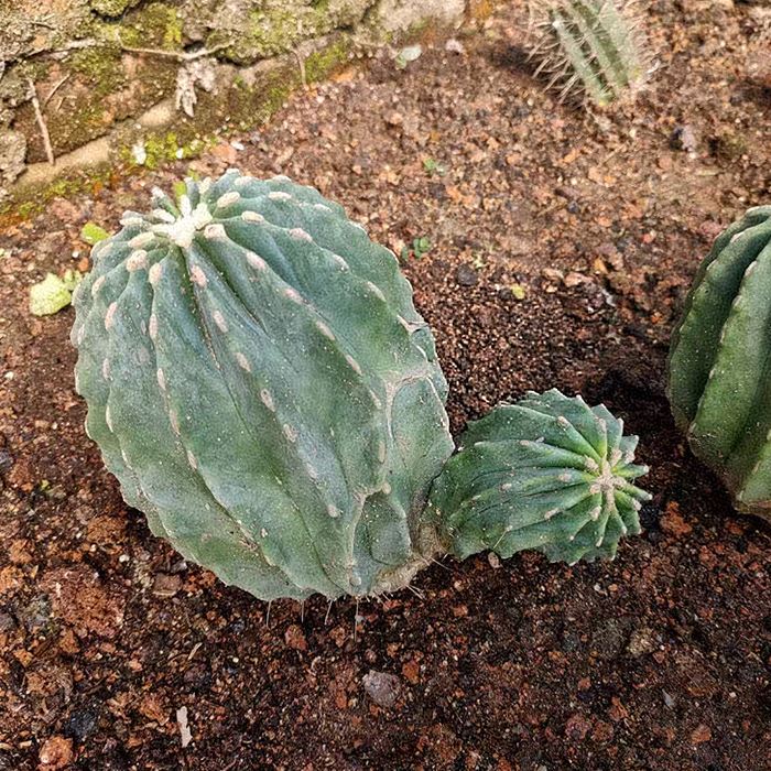 Ferocactus Glaucescens Forma Nuda
