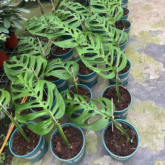 monstera Epipremnoides plant