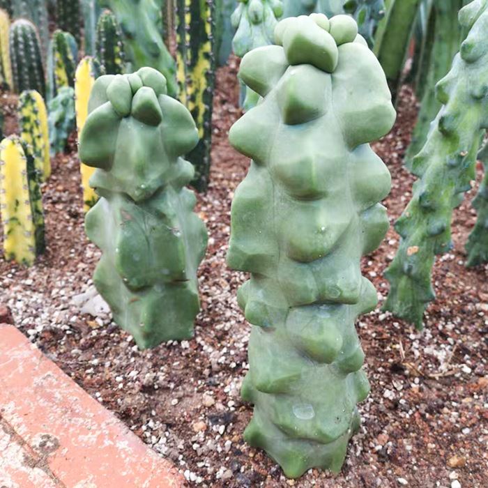 Pachycereus Schottii Monstrosus