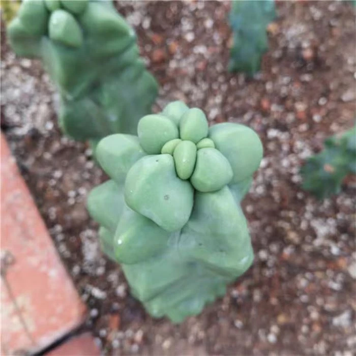 Totem Pole Cactus