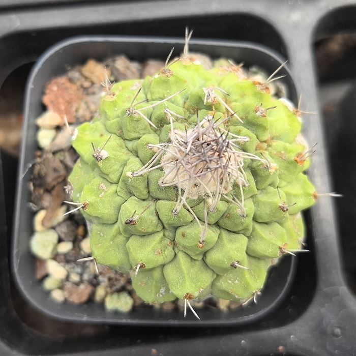 Strombocactus Disciformis