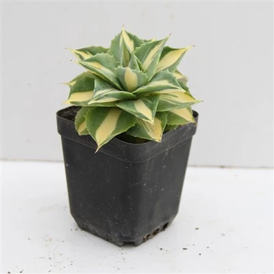 Agave isthmensis cv. Hoi raiz
