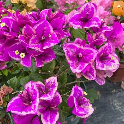 Bougainvillea Pūķis