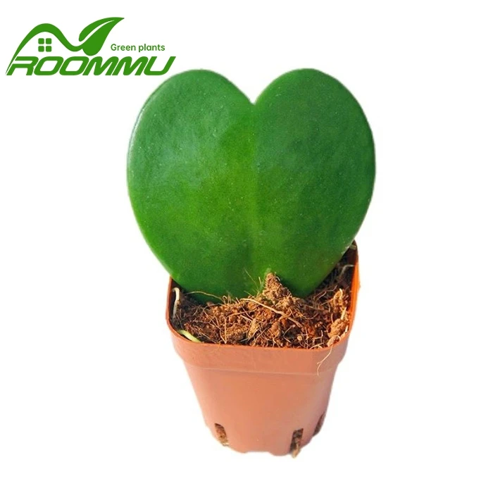 Hoya Kerrii sirds
