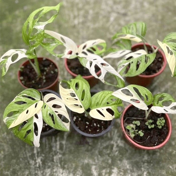 adansonii japanese tricolor