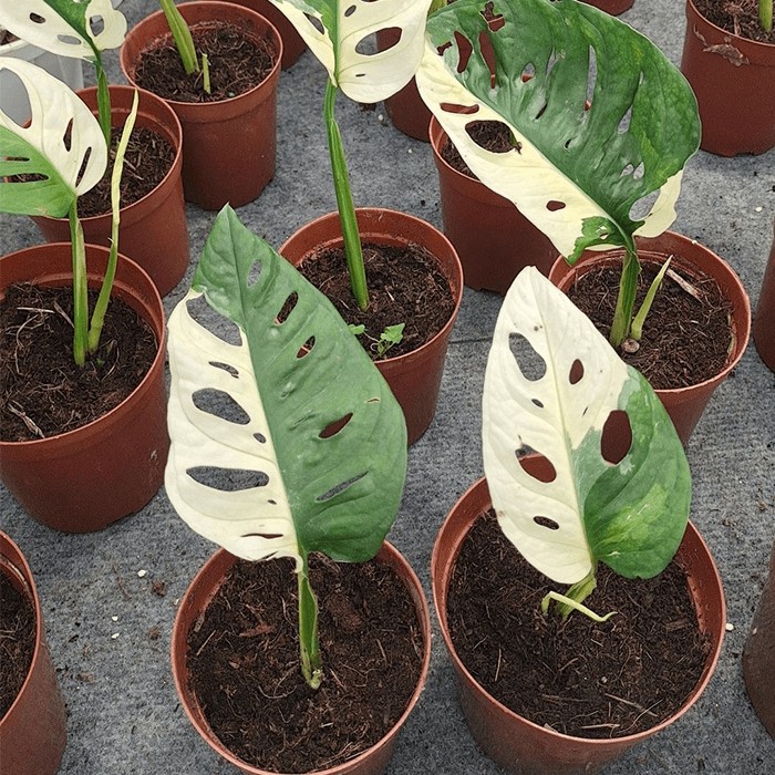 japanese tri color adansonii