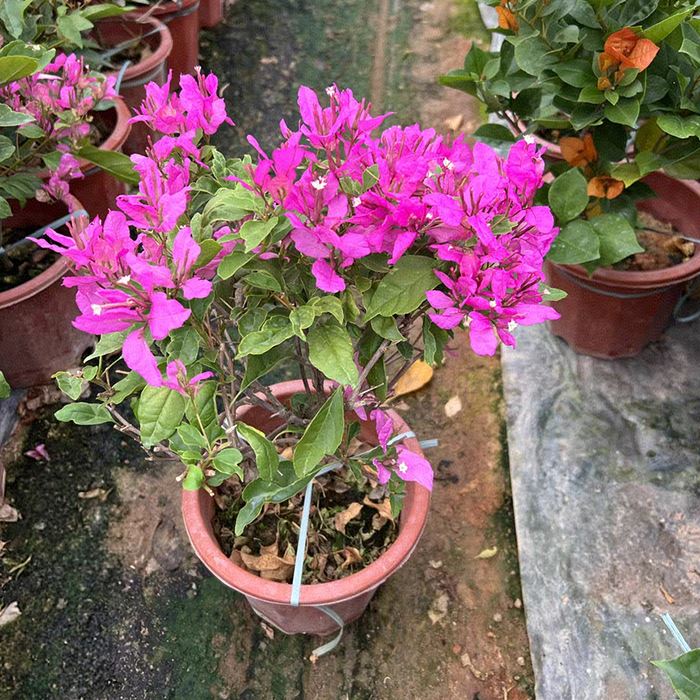 Bougainvillea Peruviana "Eņģelis"
