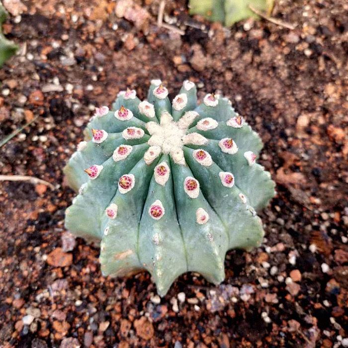 Ferocactus Glaucescens Forma Nuda