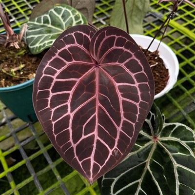 Anthurium Crystallinum Red