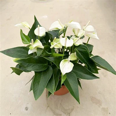Anthurium Eclyps