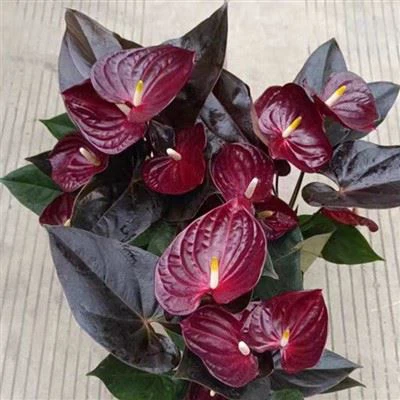 Anthurium delicata