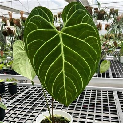 Anthurium Regale augs