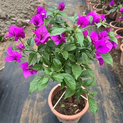 Bugenvilija Elizabete Angusa