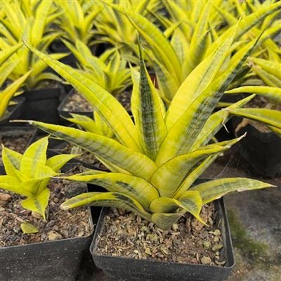 Sansevieria Cordova raiba