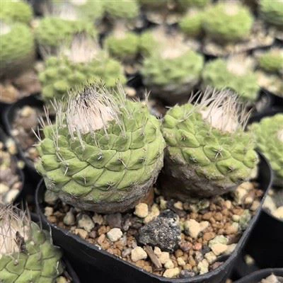 Strombocactus disciformis