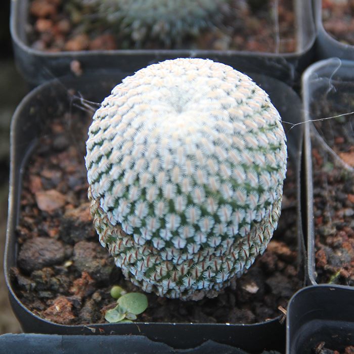 Turbinicarpus Pseudopectinatus
