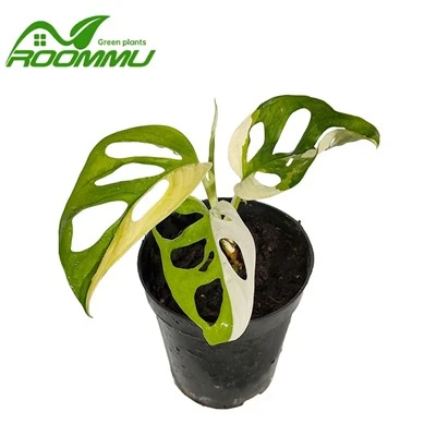 Monstera Adansonii 'japāņu trīskrāsu' augs